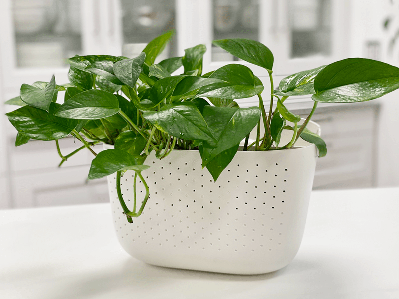 Best 10 Plants for Air Purification and Easy Maintenance 3 Pothos Golden Pothos plant little coloring Smart Living Starts Here