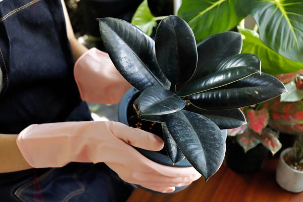 Best 10 Plants for Air Purification and Easy Maintenance 10 gettyimages 1339340276 612x612 1 Smart Living Starts Here
