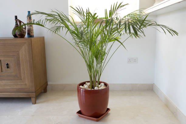 Best 10 Plants for Air Purification and Easy Maintenance 9 istockphoto 1225189610 612x612 1 Smart Living Starts Here