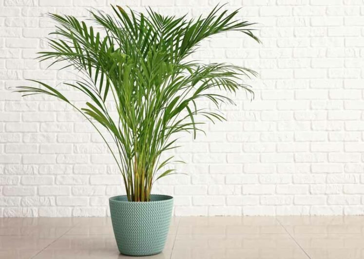 Best 10 Plants for Air Purification and Easy Maintenance 11 shutterstock 1227633244 747x533 1 Smart Living Starts Here