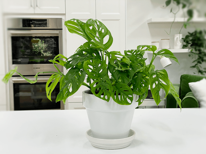 Best 10 Plants for Air Purification and Easy Maintenance 7 swiss cheese plant showing growth Smart Living Starts Here